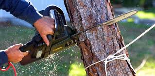 Trusted Inman, SC  Tree Services Experts