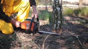 Best Tree Health Inspection  in Inman, SC