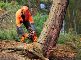 Best Tree Planting Services  in Inman, SC