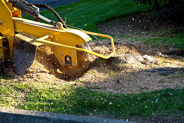 Why Choose Our Tree Removal Services in Inman, SC?